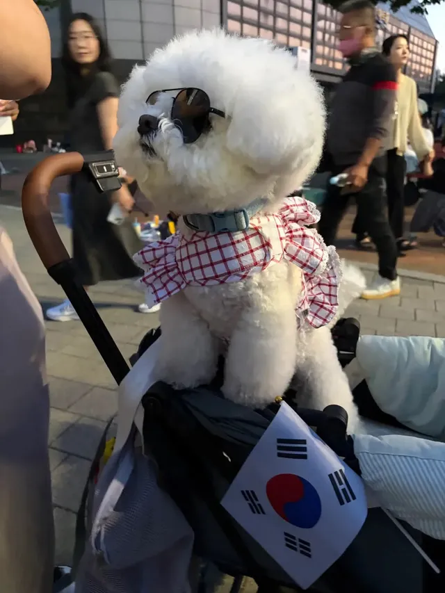 그동안 나 혼자 조용히 우리 강아지 데리고 올공 다녔었는데, 중간 중간 용기 내서 스토리에 올공 가는 이야기를 살짝 올렸는데 말이야!!?