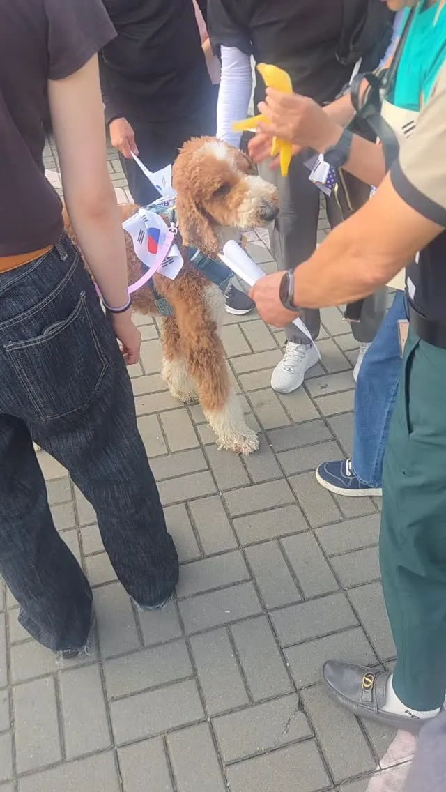 3살이라는 ㅎㅎ 꾀 크다, 근데 귀여움 ㅎㅎ
푸들도 이렇게 클 수 있구나...