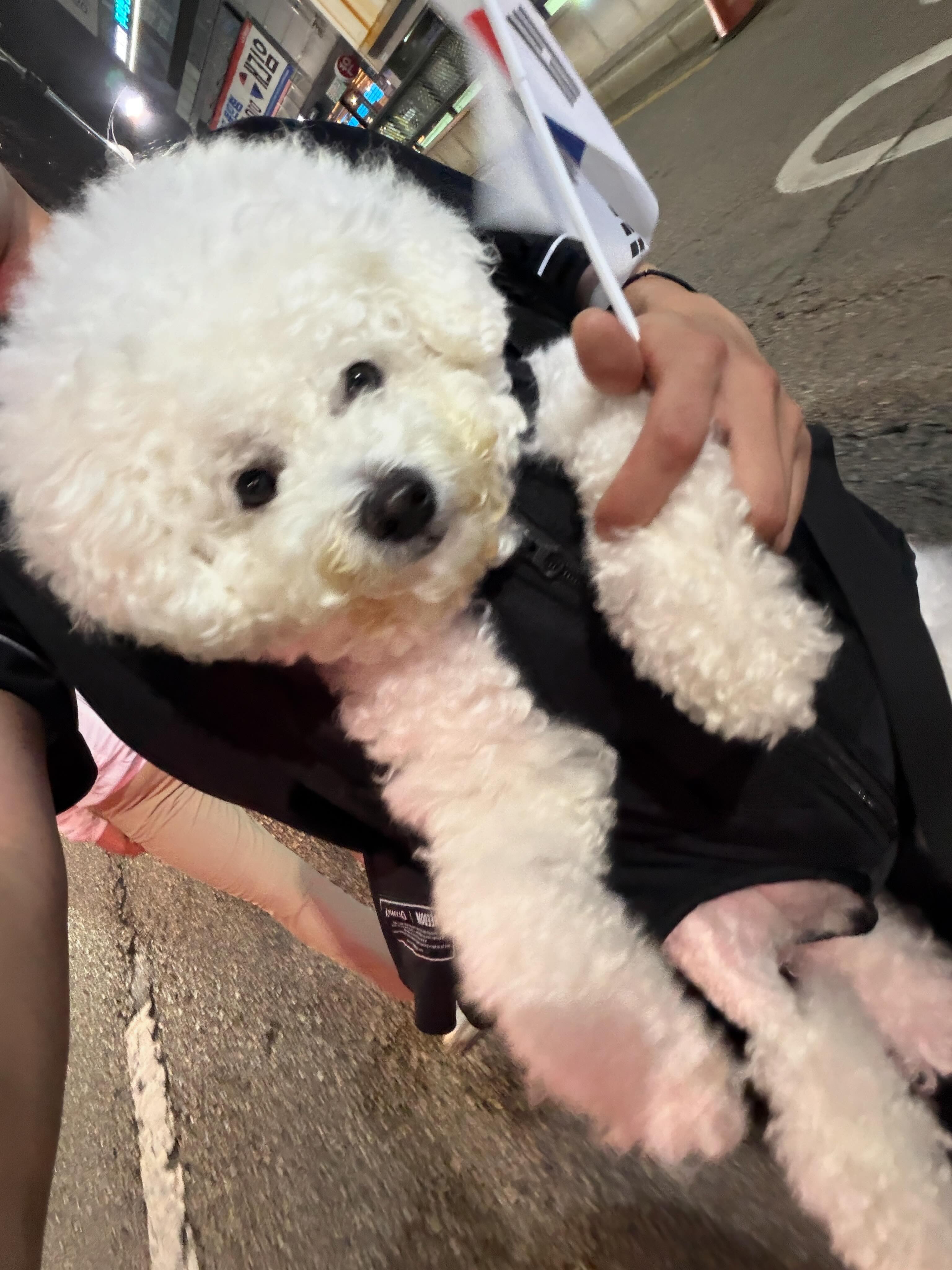 울 집 가나디도 애국견 등극..🇰🇷!
9kg 한시간반동안 안고 열심히 걸었당…..
부정선거 !!!! 재선거 🇰🇷🇰🇷🇰🇷🇰🇷🇰