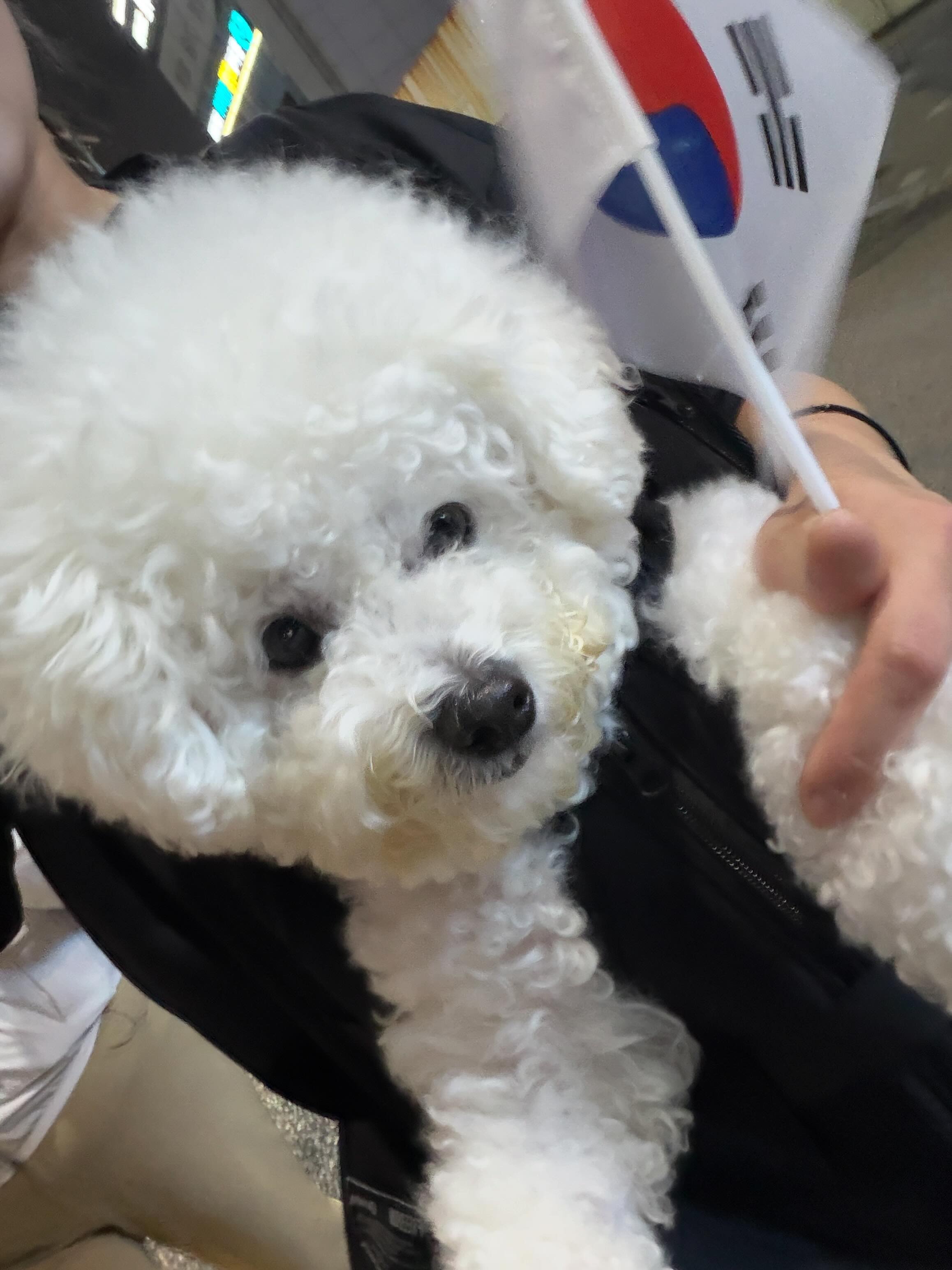 울 집 가나디도 애국견 등극..🇰🇷!
9kg 한시간반동안 안고 열심히 걸었당…..
부정선거 !!!! 재선거 🇰🇷🇰🇷🇰🇷🇰🇷🇰