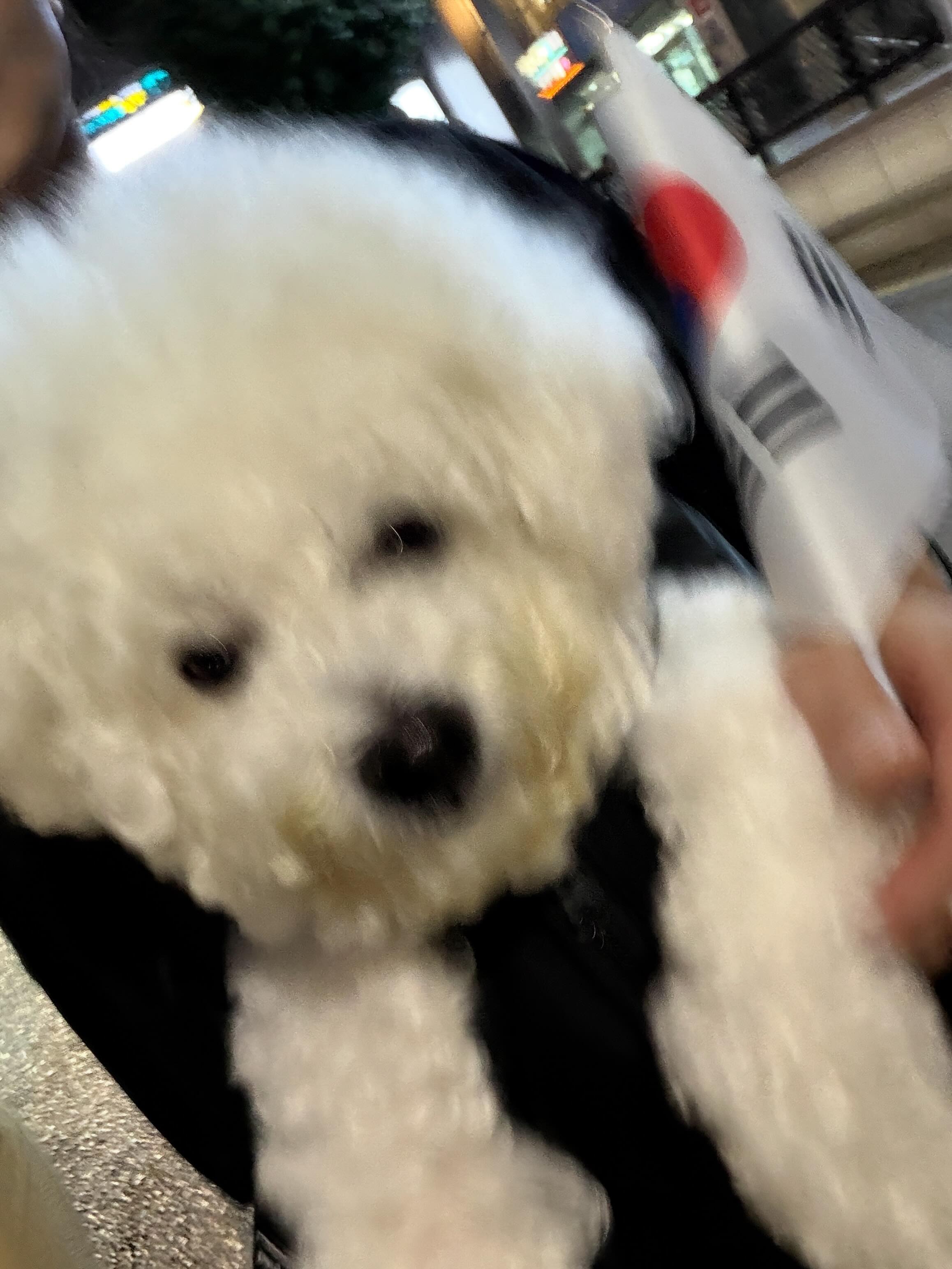 울 집 가나디도 애국견 등극..🇰🇷!
9kg 한시간반동안 안고 열심히 걸었당…..
부정선거 !!!! 재선거 🇰🇷🇰🇷🇰🇷🇰🇷🇰