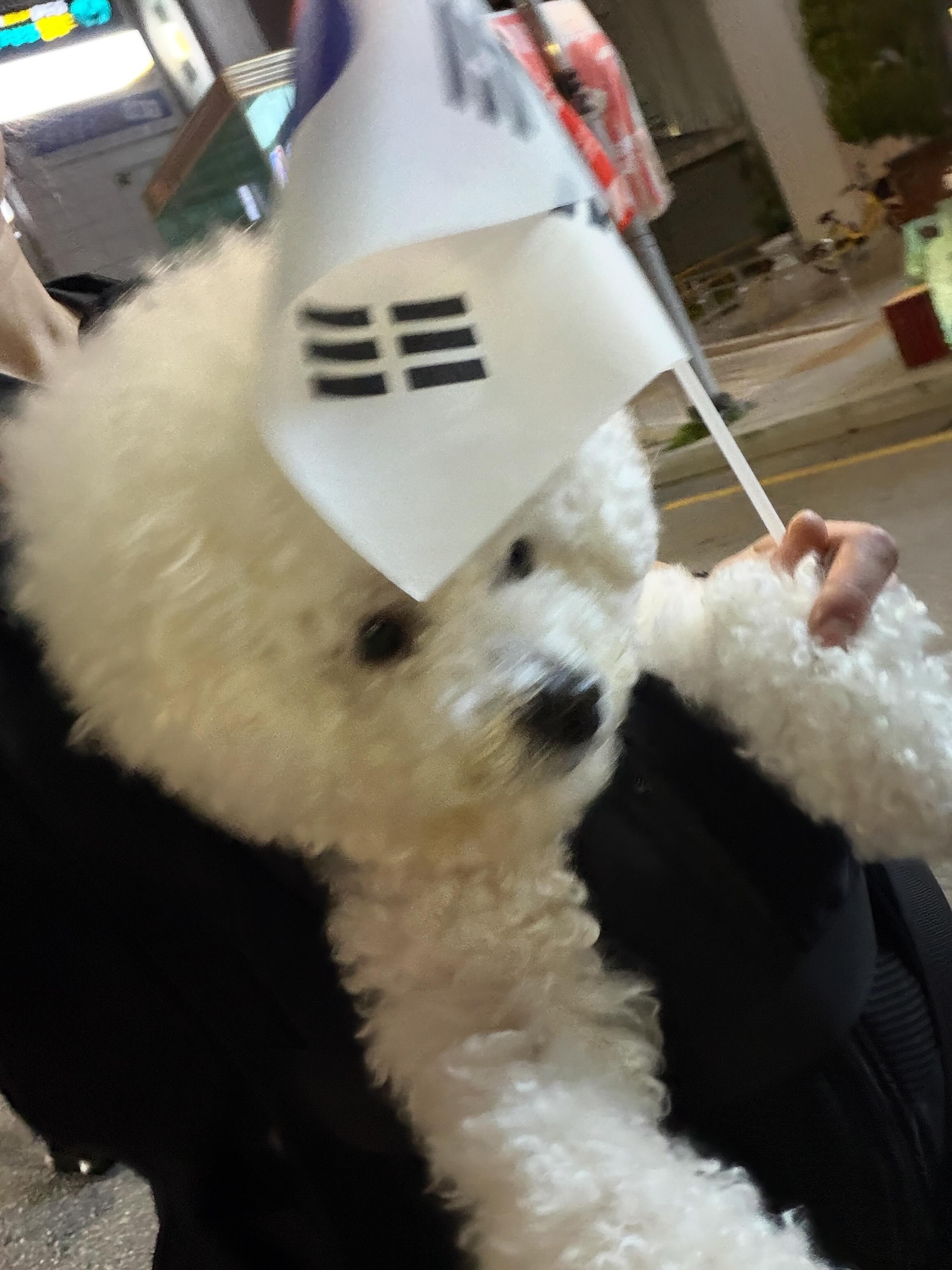 울 집 가나디도 애국견 등극..🇰🇷!
9kg 한시간반동안 안고 열심히 걸었당…..
부정선거 !!!! 재선거 🇰🇷🇰🇷🇰🇷🇰🇷🇰