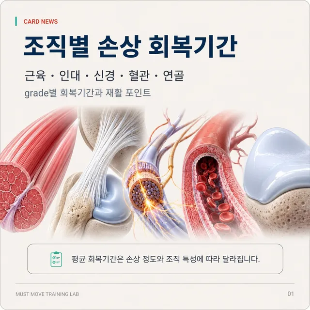 🌱

<조직별 손상 회복기간>

근육, 인대, 힘줄, 피부 등 각각의 조직은 
손상 정도와 혈류량이나 혈관분포도에 따라 회복속도의 차이가 있습