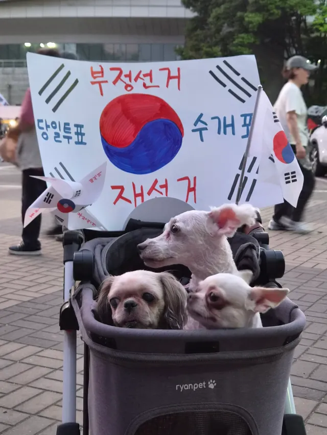 시선고정된 올공 강아지들