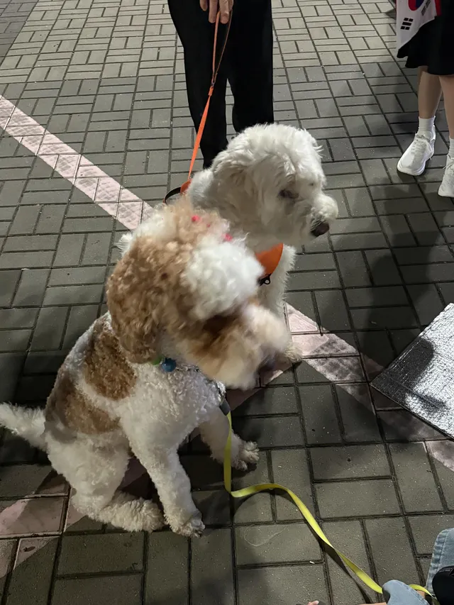 오늘은 열심히 쓰레기 줍다 가요!
귀여운 아가들 많아서 행복..🫶🏻
새벽반 부탁해요!!!🇰🇷🇰🇷