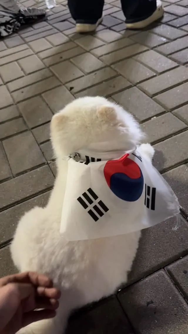 새벽반 퇴근합니다 !
새벽 4시에도 이어지는 외침과
활기찬 애국댕댕스🥹 🫡🇰🇷!!