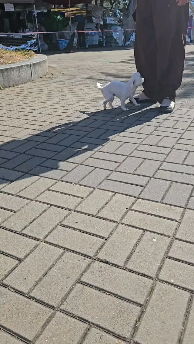 올공3일차 애국하러온 망고  씬나게 산책도 잠깐하구
 13시간 있다가 이제 집 갑니당♥
