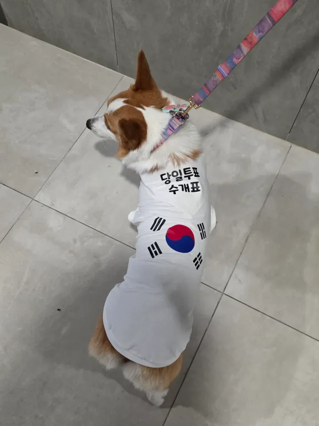 애국멍 기쁨이, 아이템 업그레이드 해서
올공 출동한다🤗🇰🇷
오늘 밤, 기쁨이를 찾아달라 멍🐾