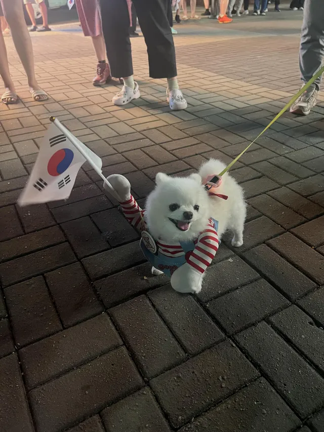 귀여운 강아지 보러 올공 오세요
전국에서 같이 외쳐주시는 분들 너무 감사합니다👍
멸공🫡