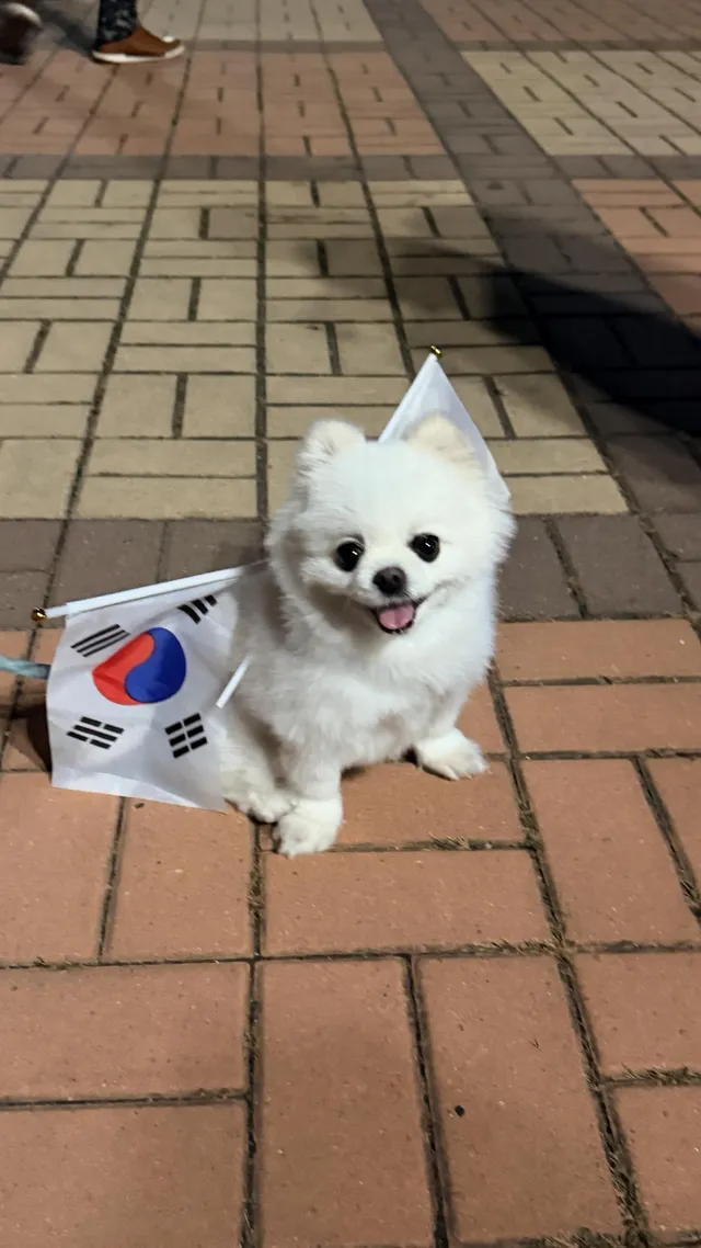 #올림픽 공원에 가면 
이런 강아지도 있다

소리
이름도 이뿌다

팬 서비스가 백만불 짜리다
너무 너무 귀엽고 이뿌다^^

소리 파이팅^^