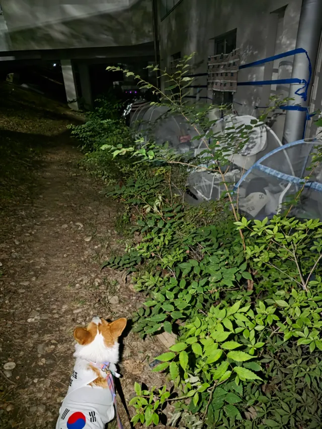 오늘자 올공 요약:
문화 예술이 얹어지고 있는 올공✨️

브레이크댄스, 팝핀 등 스트릿댄스
섹소폰
오케스트라
첼로
자작곡 기타리스트 
아멘존 등