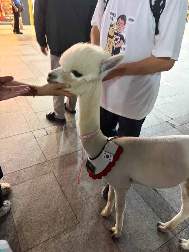 만나서 반가웠어 치타야❤️
부평까지 오시느라 고생 많으셨어요!!!
멸공🫡