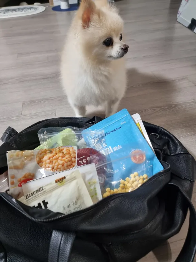 오늘은 애국 강아지 🐶🇰🇷 뽀미랑 둘이서 갑니다!
강아지 간식 나눔과 태극기 흔드시다가 어깨 팔 아프신분들 나눠 드릴 파스도 바리바리 싸들