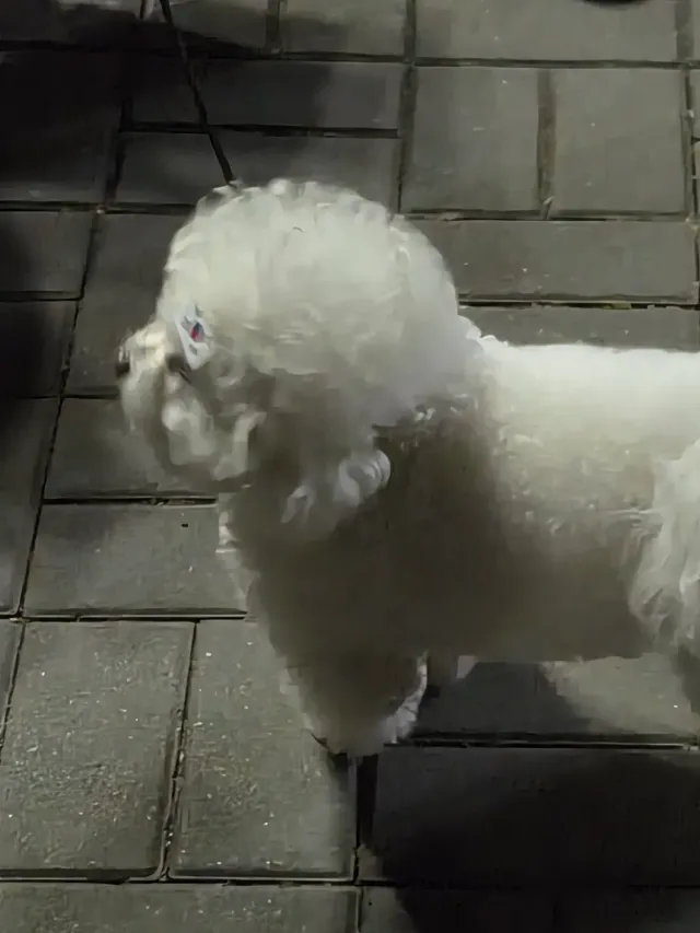 1-3 앞 애국 강아지 🤍🐶🇰🇷