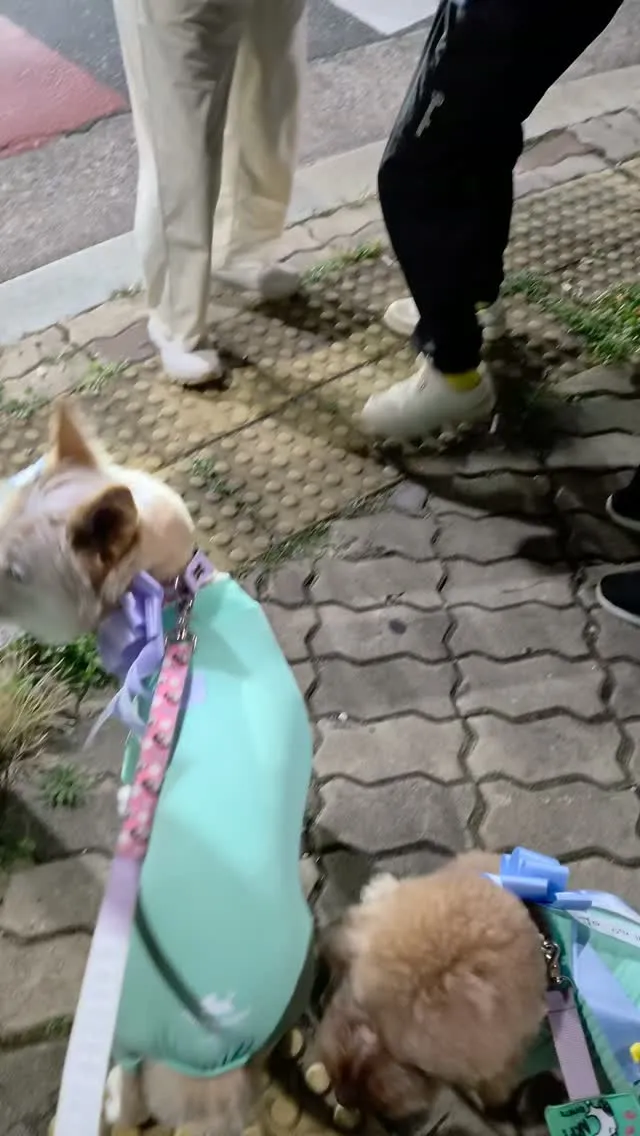 댕댕이 미용실과 주차장 이슈로 지각이였지만
이번 주말도
부정선거 재선거 당일투표 수개표