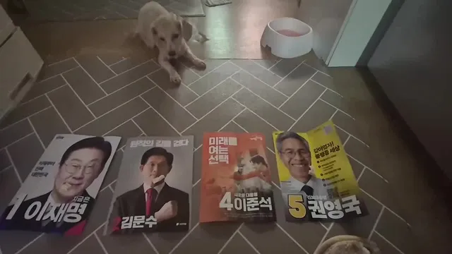 나 새벽 올공 갈거야!!! 
울집 강쥐 데려가야지

이정도면 멸공 강아지 맞지?