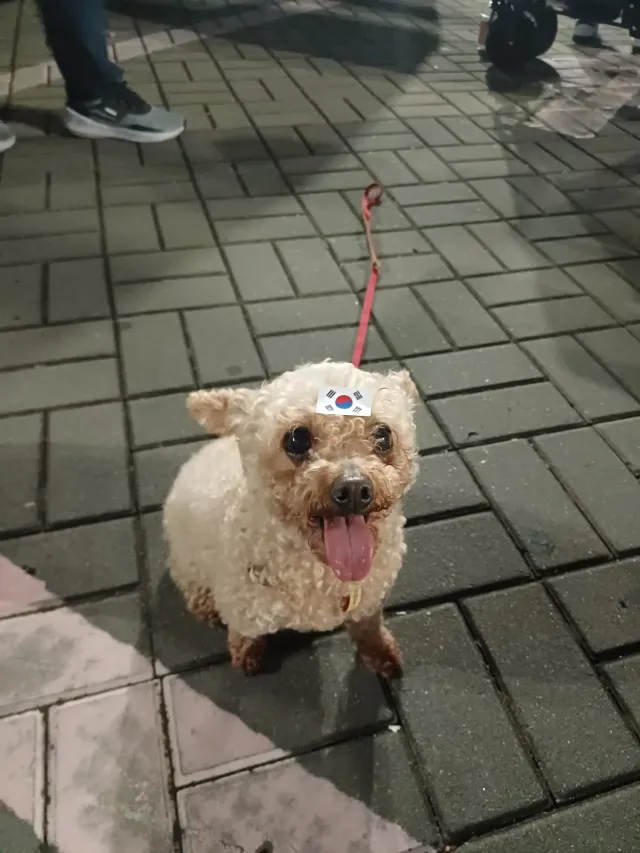 오늘도 2시쯤에 출발 할꺼예요! 
오늘도 행운이 데리고 올공 집회 갈꺼라서
좀있다가 뵐분들은 또 뵈어요! 우리 행운이 이쁨 많이 부탁드려용!! 