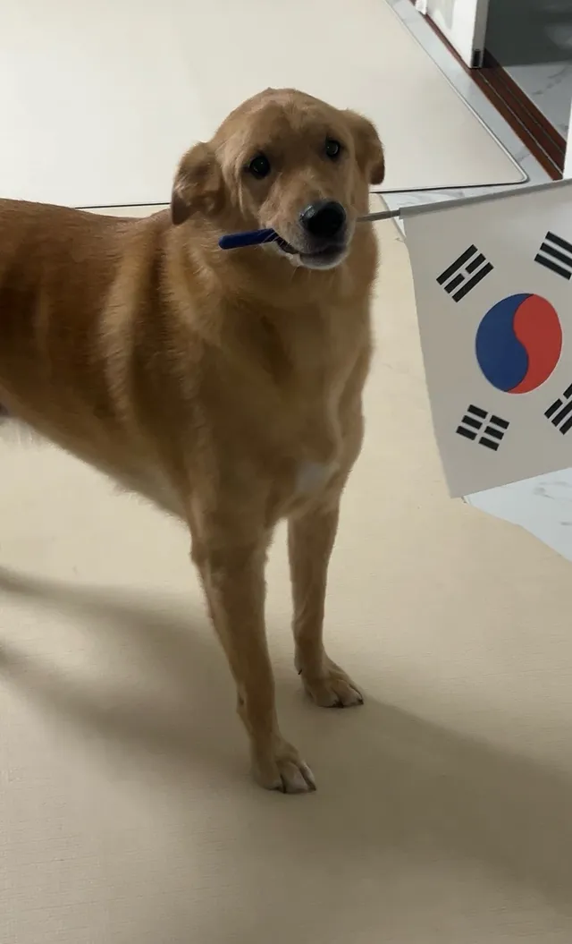 애국가나디 만시깅 ❤️💙
