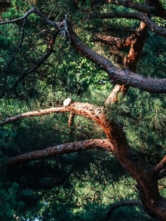 저마다의 속도로 흘러가는 올림픽공원의 오후 🌿📸

2026.06.24
📍서울특별시 송파구 올림픽로 424, 올림픽공원

올림픽공원은 198
