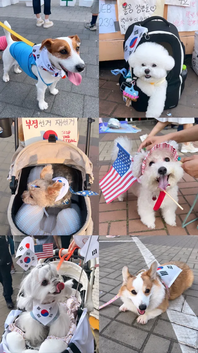 오늘 애국댕댕이 많이 만났어요!!🥰
천사들이야...❣️