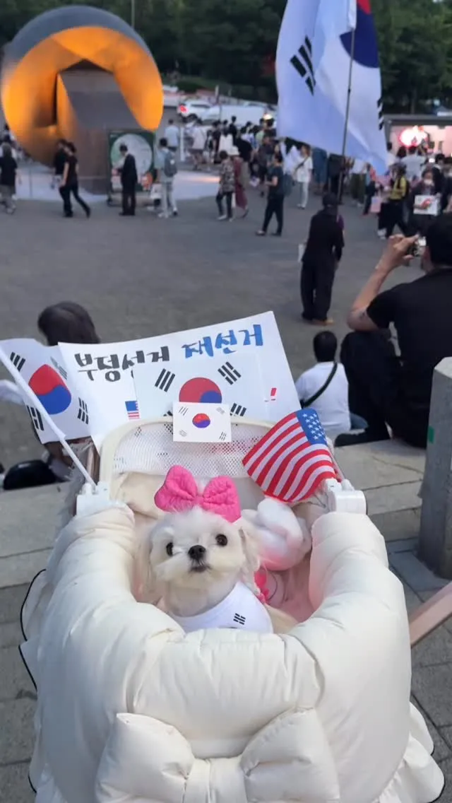 올공에서 점점 늙어가는 강아지 ㅎㅎㅎ
릴리가 오늘은 너무 피곤했는지 밤되니까
얼굴로 피곤하다고 표현중이라 일찍 집가욤😭
애국시민들, 애국댕댕이