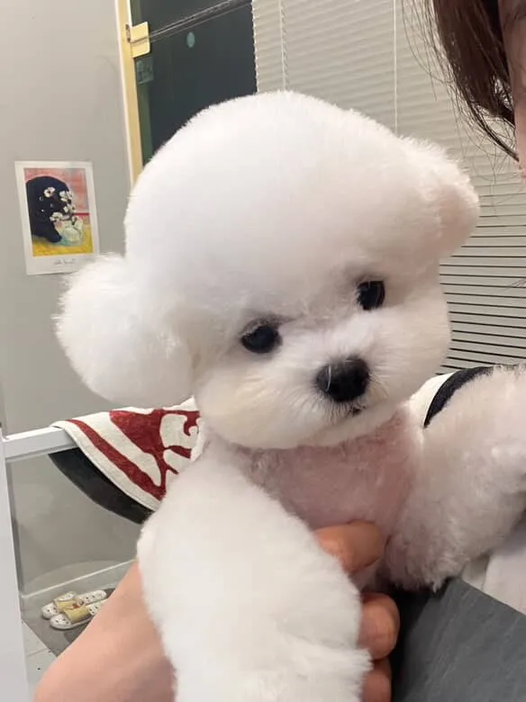 애기랑 같이 올공가면 같이 놀아줄 친구들 있어 ?
우리애기는 산책도 안하구 안겨있는거만 좋아해서 혼자는 감당불가야 ..🥲