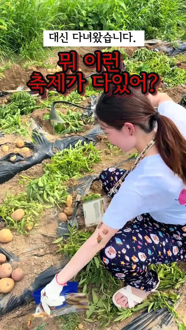 이보다 더 감자에 진심일순 없다. #감자 #감자축제 #춘천 #축제 #강원도 