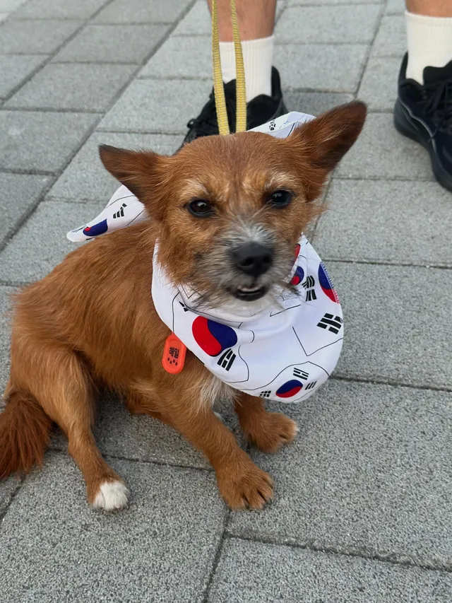 어제 일요일 올공 애국견들 ! 🐶
한 마리 한 마리 다 소중해,,😭🫢❤️