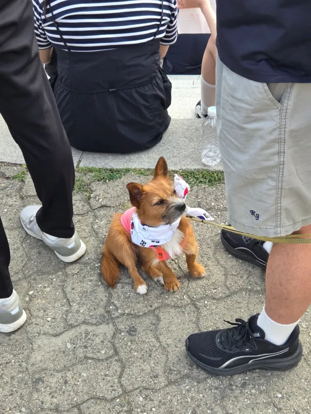 이런시국을 함께 걱정해주는
너무귀여운 강아지 🐶