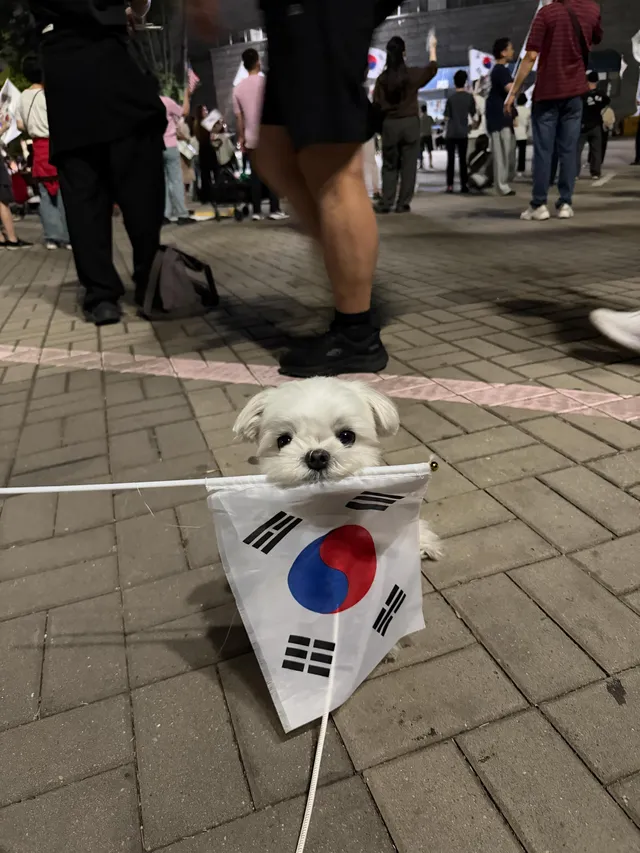 루루랑 올공 나온지 24일차

부끄럽지만 저도 나랏일에 관심가진지 아직 1년도 안된 사람입니다. 작년부터 나라가 이상하게 돌아가는거같다고 느껴서