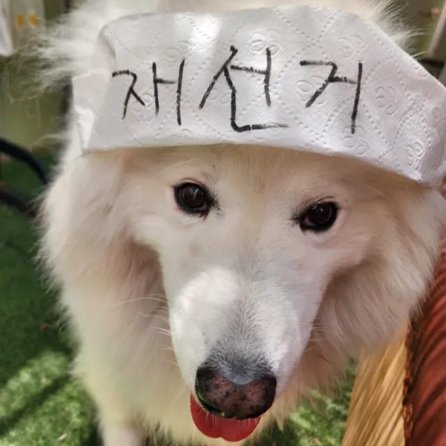 선관위 하수인 좌혁은
재선거를 막고
선관위 공격을 에이웹으로 물타기하고
특검을 무력화시키기 위해
국제수사를 들고 나온다

이는 우리 스스로 아무