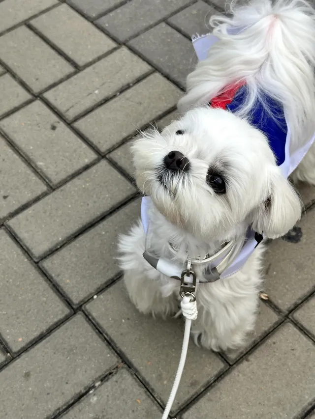 애국강아지 고양이 앵무새 뭐 등등
위치 제보 좀 해주세요
다들 어디 있니 아가들아