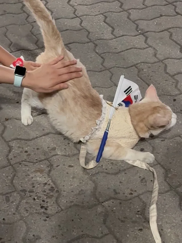 .
#애국고양이#나나

어제는 저녁인데도 정말 더웠습니다😰

이 힘든 환경에서도
올공을 24시 지켜주시는 분들과 자원봉사자님들께
너무 감사드립