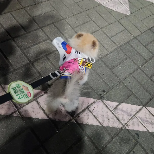 #올공#멸공#멸공강아지#멸공댕댕이
#올림픽공원