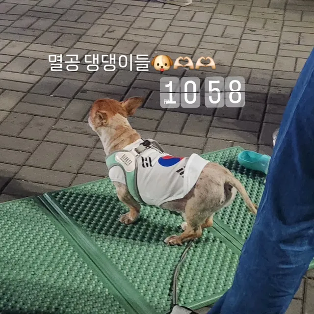 #올공#멸공#멸공강아지#멸공댕댕이
#올림픽공원