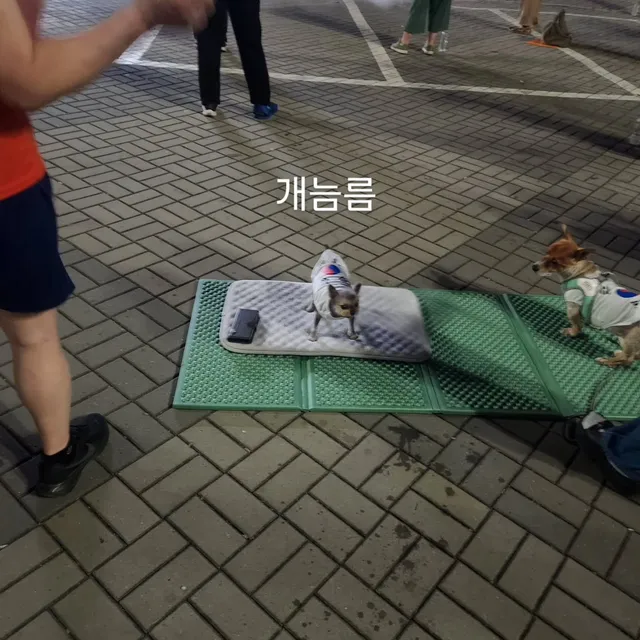 #올공#멸공#멸공강아지#멸공댕댕이
#올림픽공원