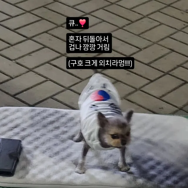#올공#멸공#멸공강아지#멸공댕댕이
#올림픽공원