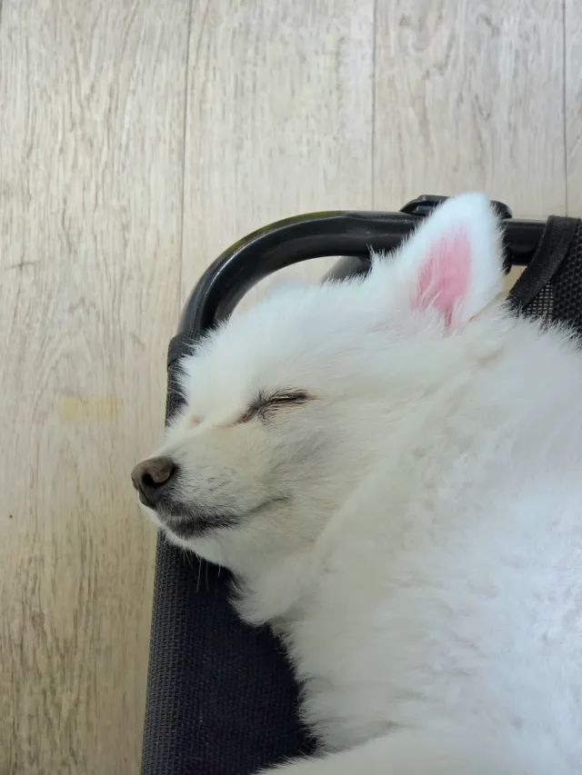 엄마 나 다 잤어! 올공 가야징😆 멍!