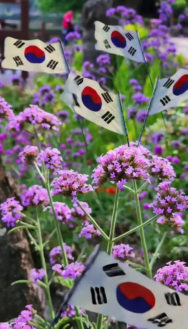 잠실 민주화운동에이어 나의 정원에 태극기를 꽂았습니다 데이데이 민주화 데이~!!