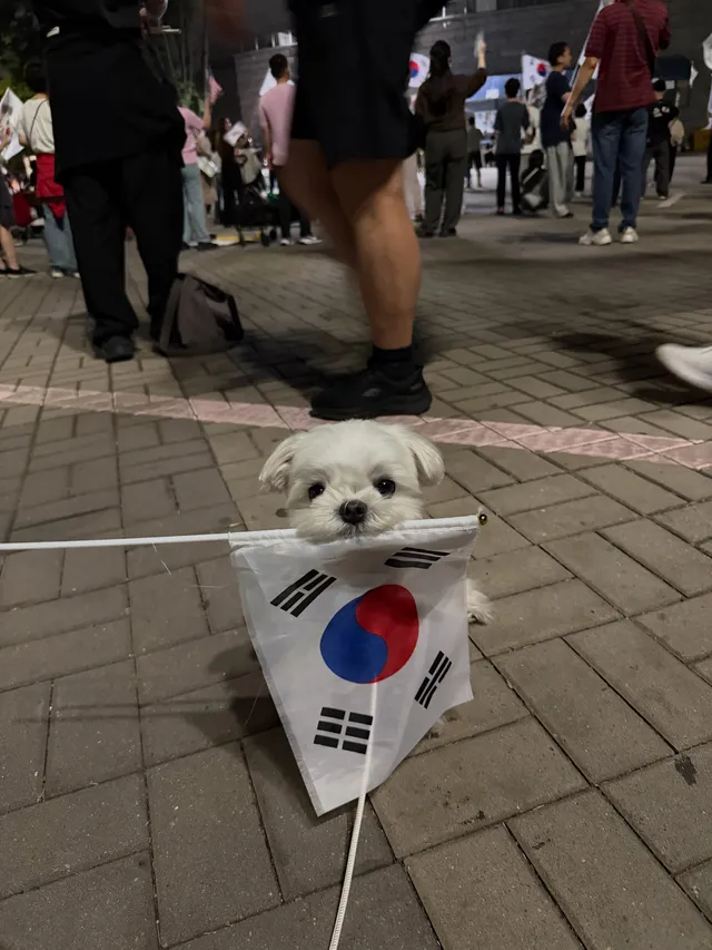 루루랑 올공 출석한 지 24일째🇰🇷

6월 3일 투표용지 부족 사태가 발생했다는 소식을 듣고 선관위로 모인다고하길래 무작정 뛰쳐나갔었고, 그