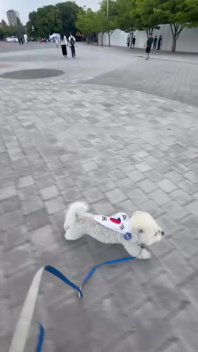 나는 자랑스런 대한민국의 가나디다🐶🔥🔥🔥🔥🔥
사랑하는 자유 대한민국 올공에서 🇰🇷 
태극기 휘날리며 🇰🇷