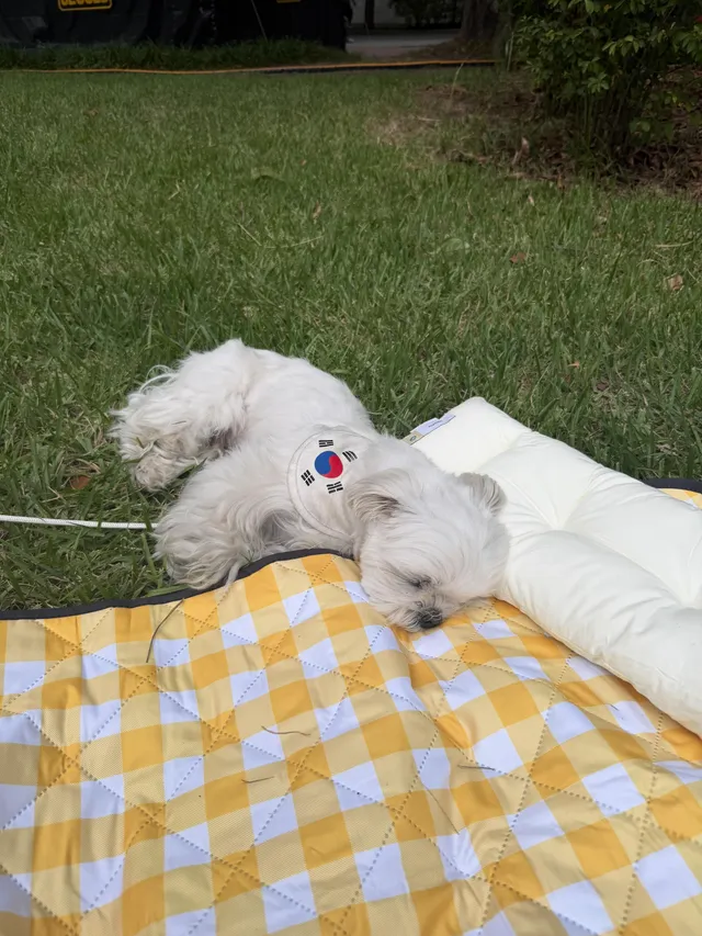 산책 짱많이 했당!!
해 지니까 선선하고 좋네요
강아지가 이렇게 꿀잠까지 자는
평화로운 올림픽공원