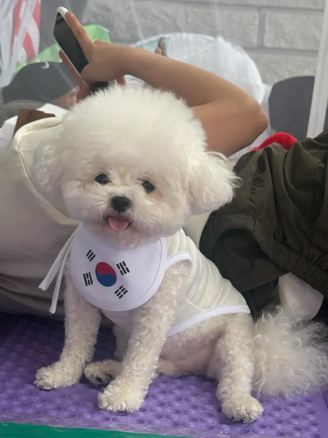 올공등장 
애국강아지 🇰🇷