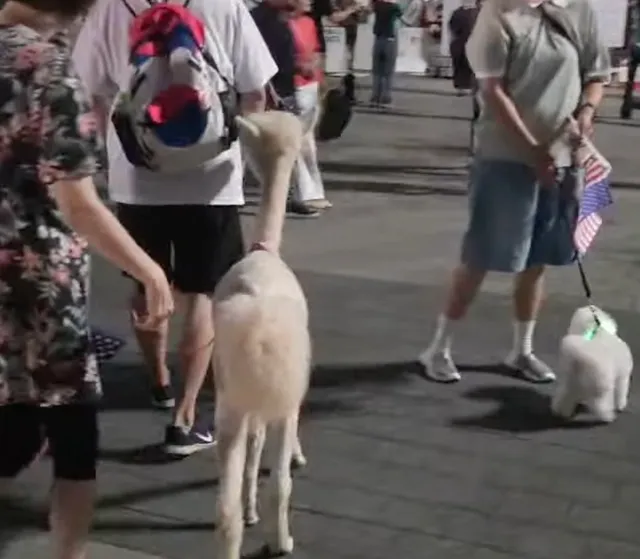 현재 이 시각 올림픽공원 핸드볼경기장에
많은 시민분들이 현장에 나와서
구호를 외쳐주시면서 태극기를 흔들어주고 계십니다.