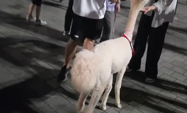 현재 이 시각 올림픽공원 핸드볼경기장에
많은 시민분들이 현장에 나와서
구호를 외쳐주시면서 태극기를 흔들어주고 계십니다.
