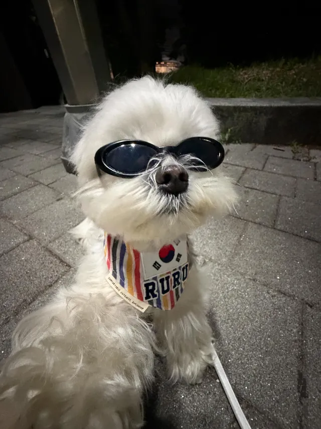 오늘은 불금이라
살짝 멋좀 부렸어요✌🏻🇰🇷

강아지 핸드메이드 제품 판매하는 사장님이 올공나갈때 착용하라고 만들어서 선물로 보내주신 태극기