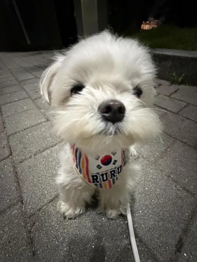 오늘은 불금이라
살짝 멋좀 부렸어요✌🏻🇰🇷

강아지 핸드메이드 제품 판매하는 사장님이 올공나갈때 착용하라고 만들어서 선물로 보내주신 태극기