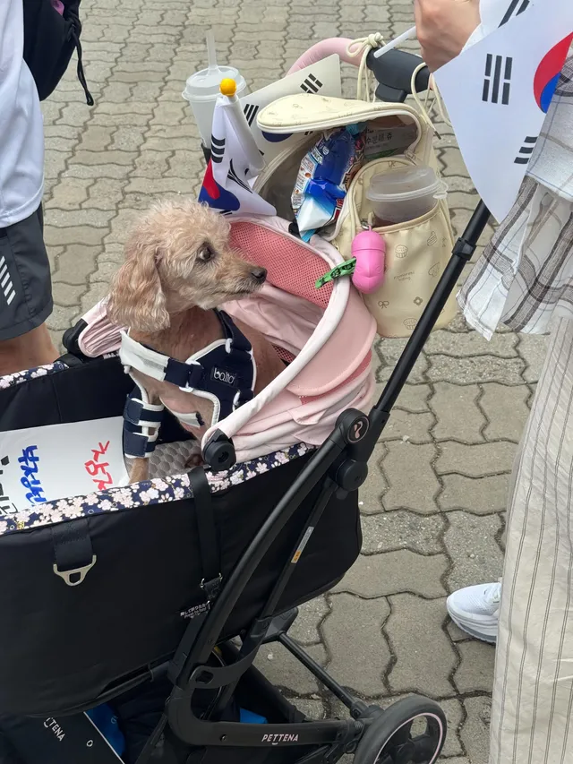 오늘 올림픽공원 핸드볼경기장에서
귀여운 애국 강아지를 만났습니다.