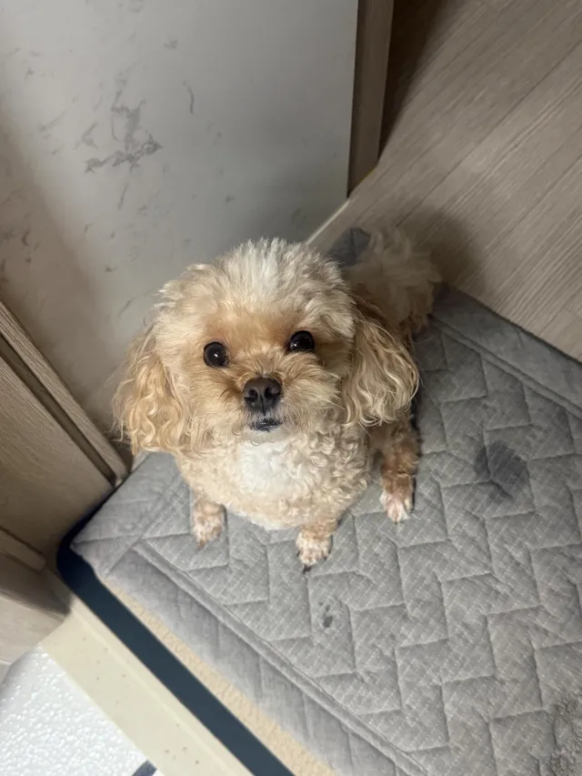 올공에서 만나요🐶❤️