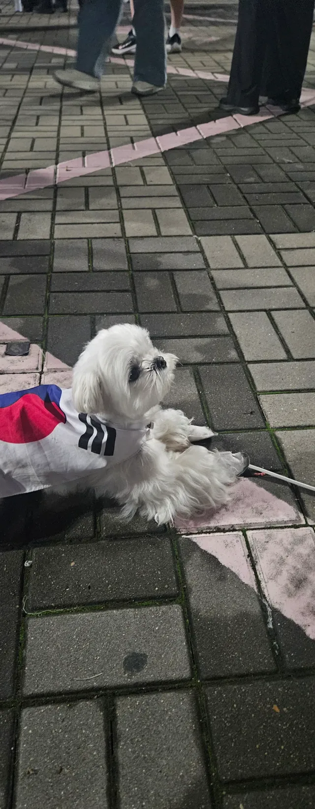지금!!!!
불금이네!! 
하루사이에 뭐가 많이 생겼네! ㅋㅋ
올공은 발전중~~~~~
애국 댕댕이들도! 🇰🇷